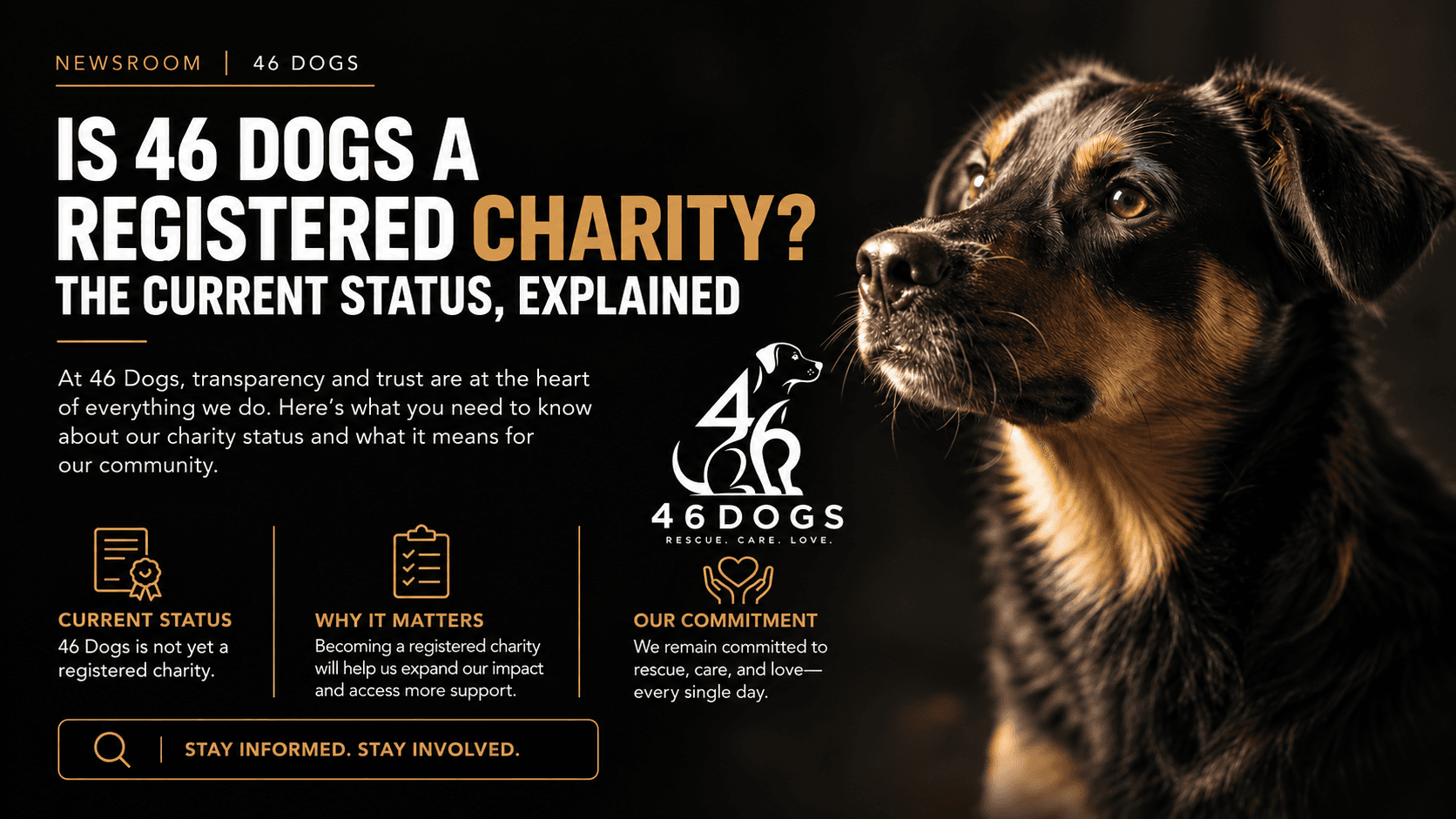 Is 46 Dogs a Registered Charity? The Current Status, Explained