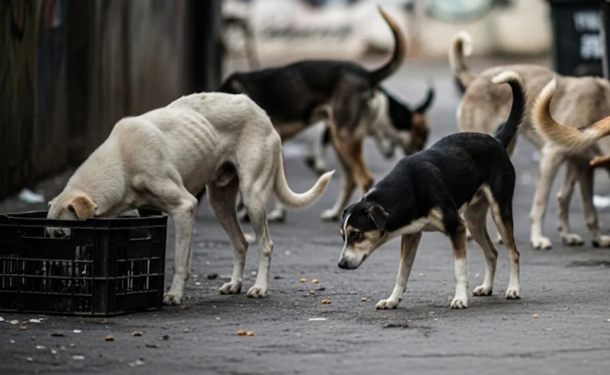 46Dogs