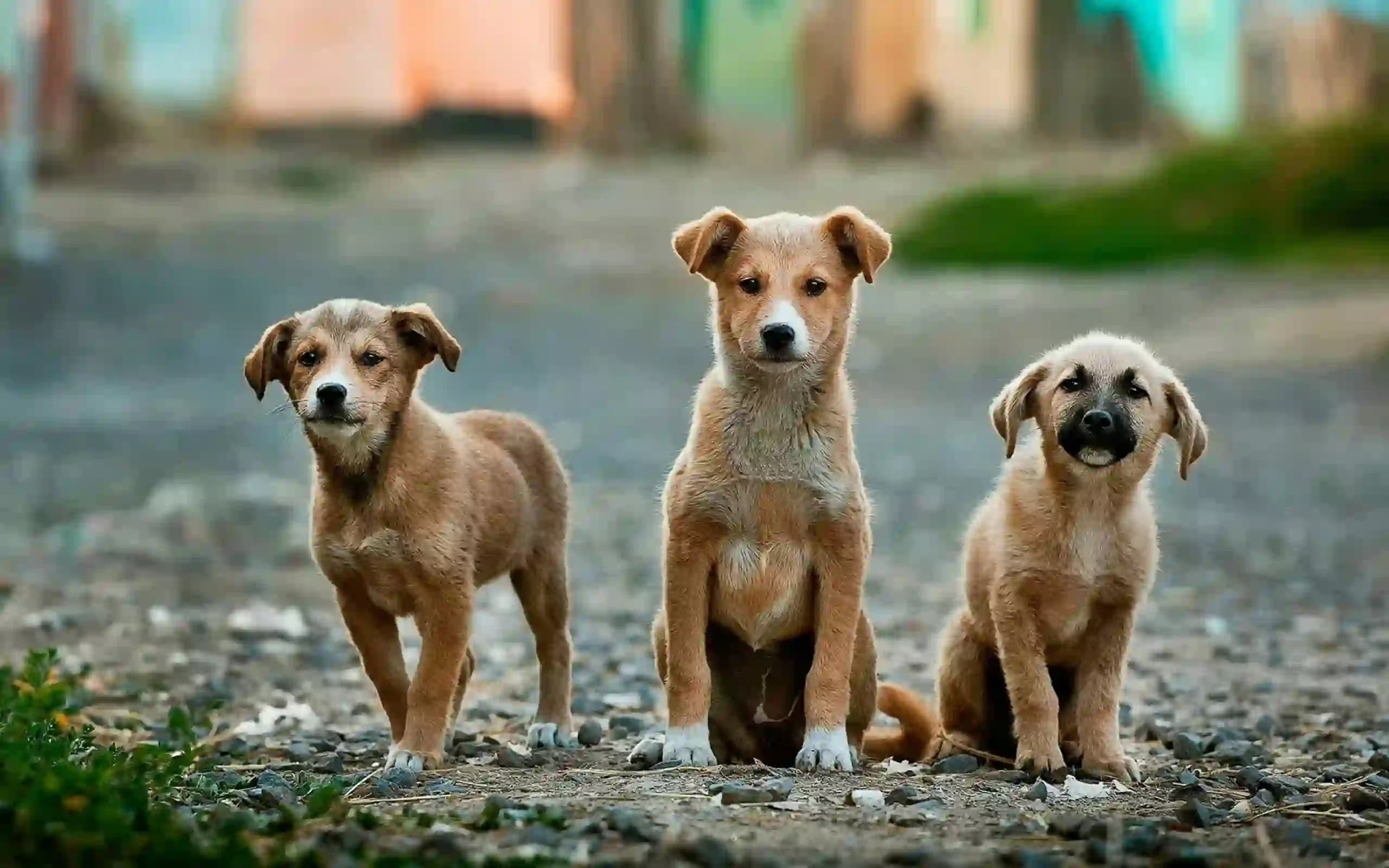 What "Feed, Rescue, Rehome" Looks Like Once the Infrastructure Is Built